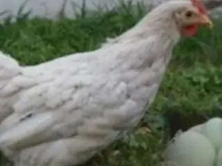 Grønlægger