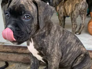 Presa canario / Cane Corso hvalpe