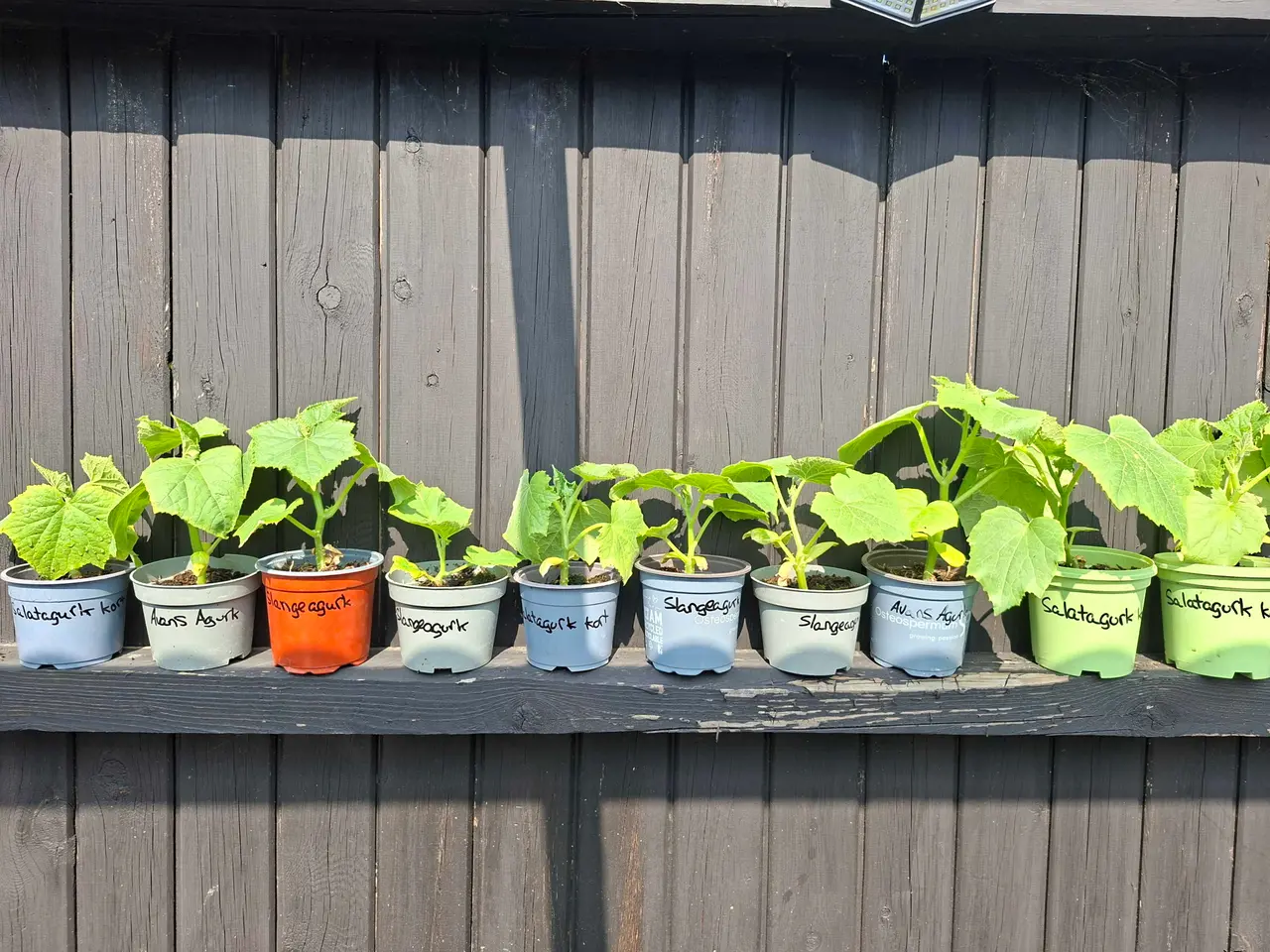 Billede 3 - Agurkplanter sælges 