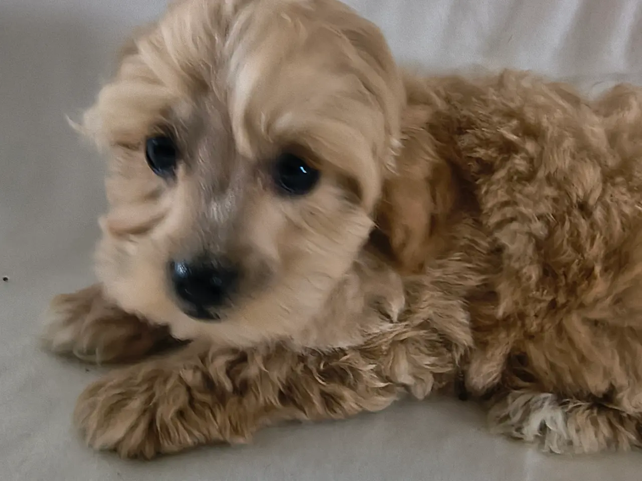 Billede 8 - Maltipoo hvalpe
