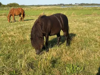 Gudesmuk sort shetlænder med fantastisk afstamning