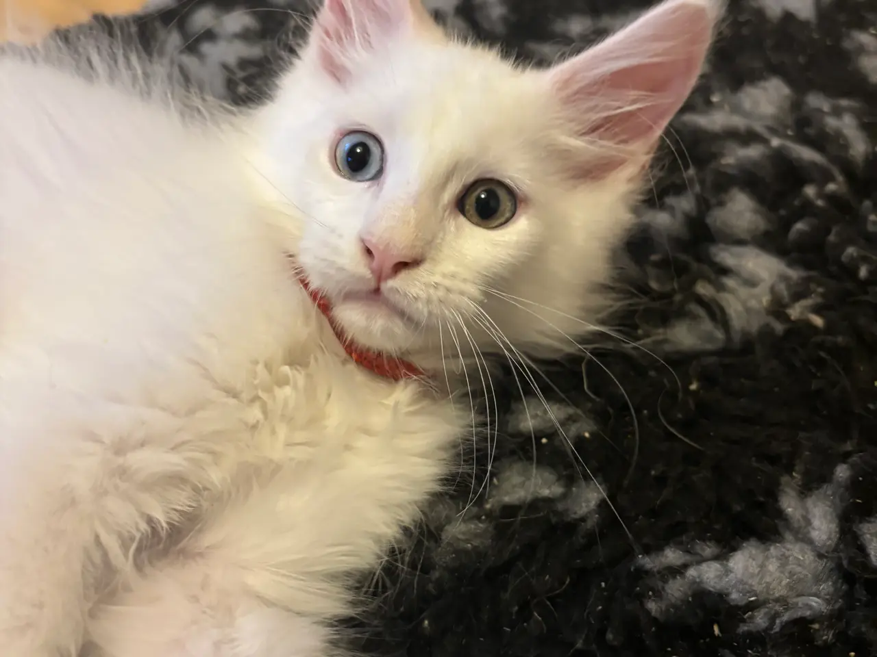 Billede 2 - Smukke Maine coon killinger søger deres nye hjem