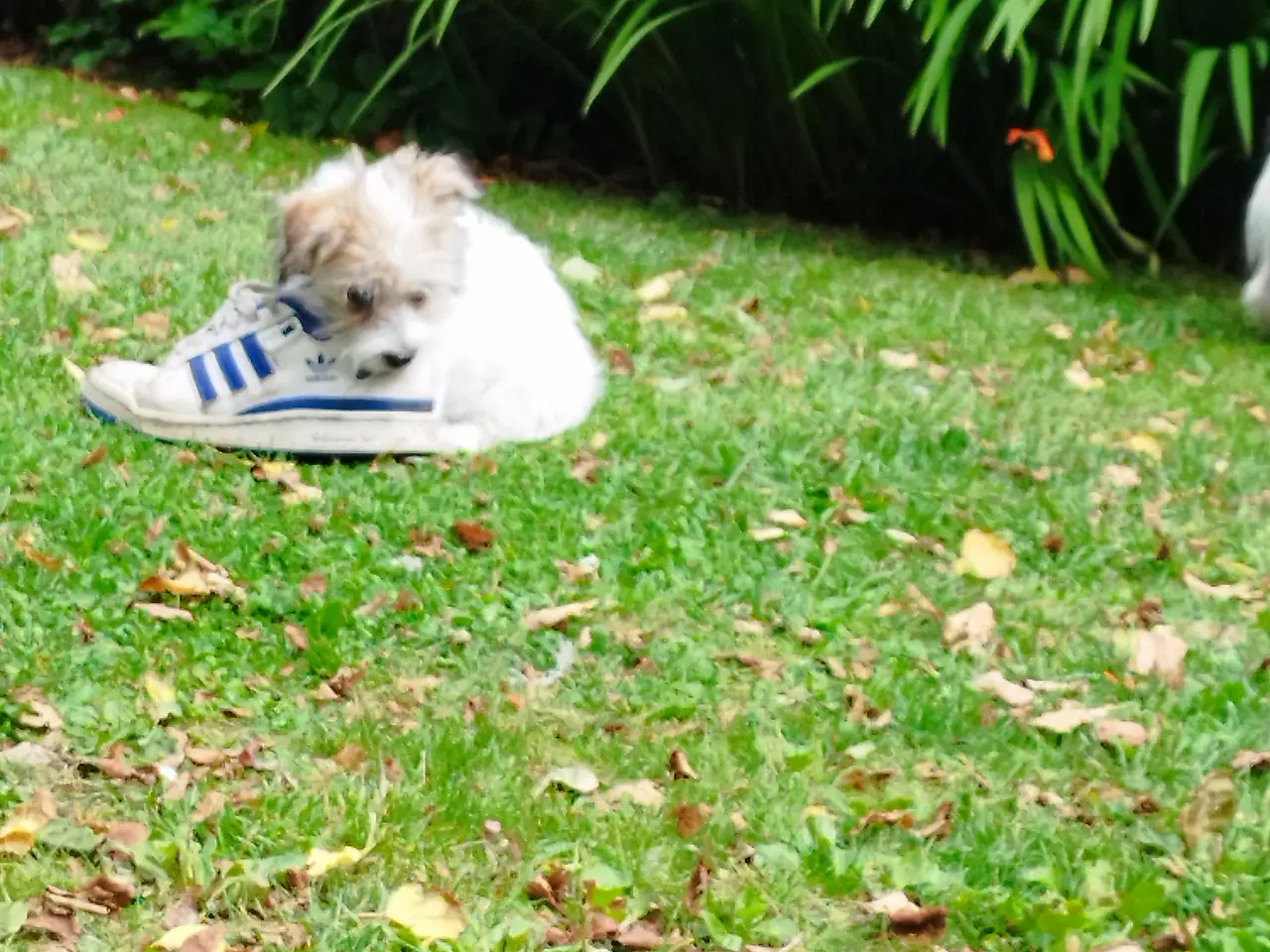 Billede 2 - Malteser/Coton de Tulear