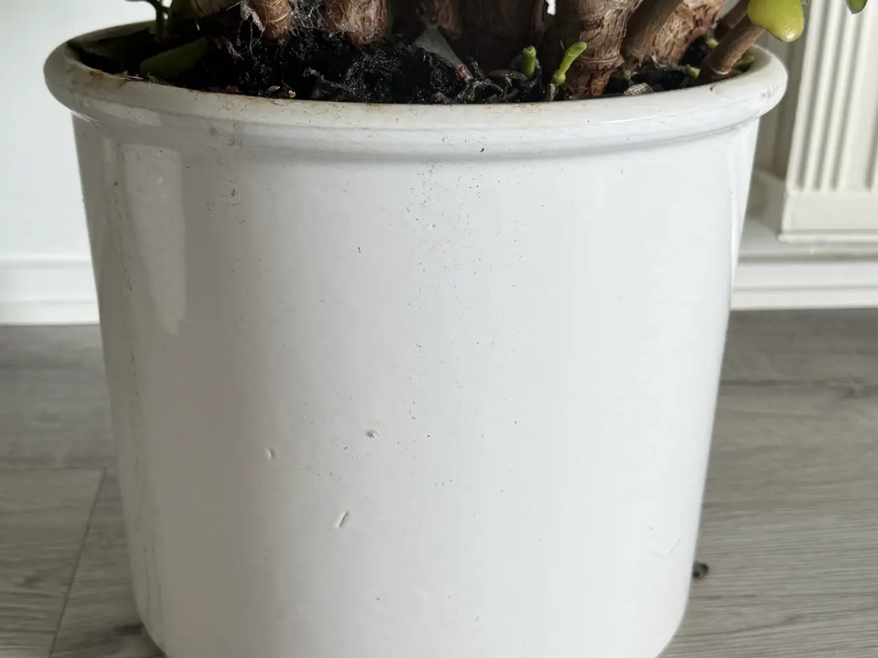 Billede 10 - Store paradis/pengeplanter i hvide krukker.