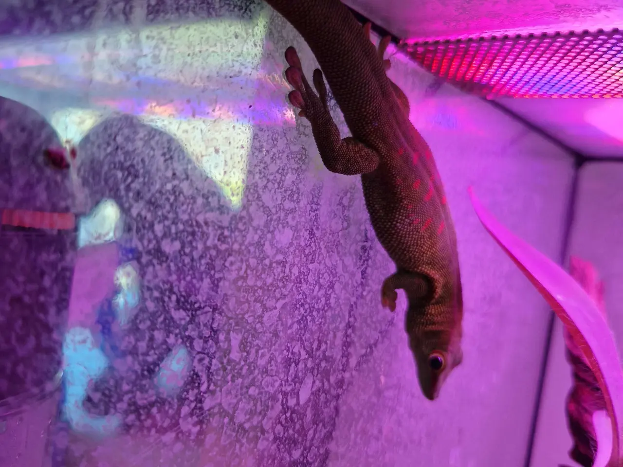 Billede 2 - Phelsuma Grandis han