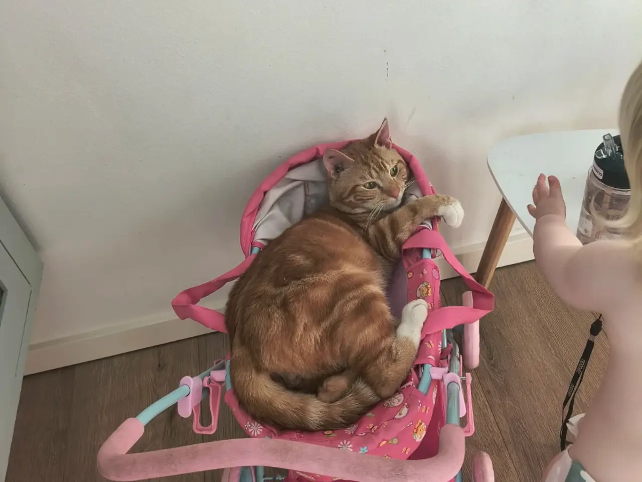 Billede 2 - 🐱 Leo søger nyt hjem 🐱