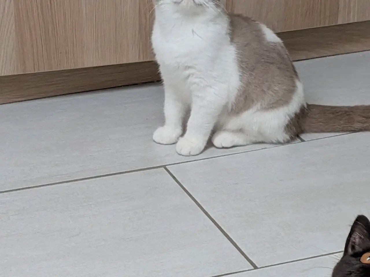 Billede 4 - British shorthair hankiling