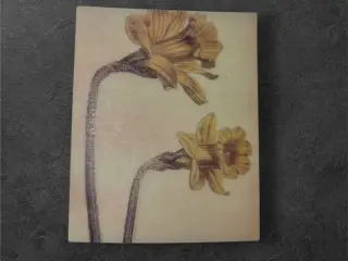 Botanisk mini-tryk: Daffodil Delight i forårsglød