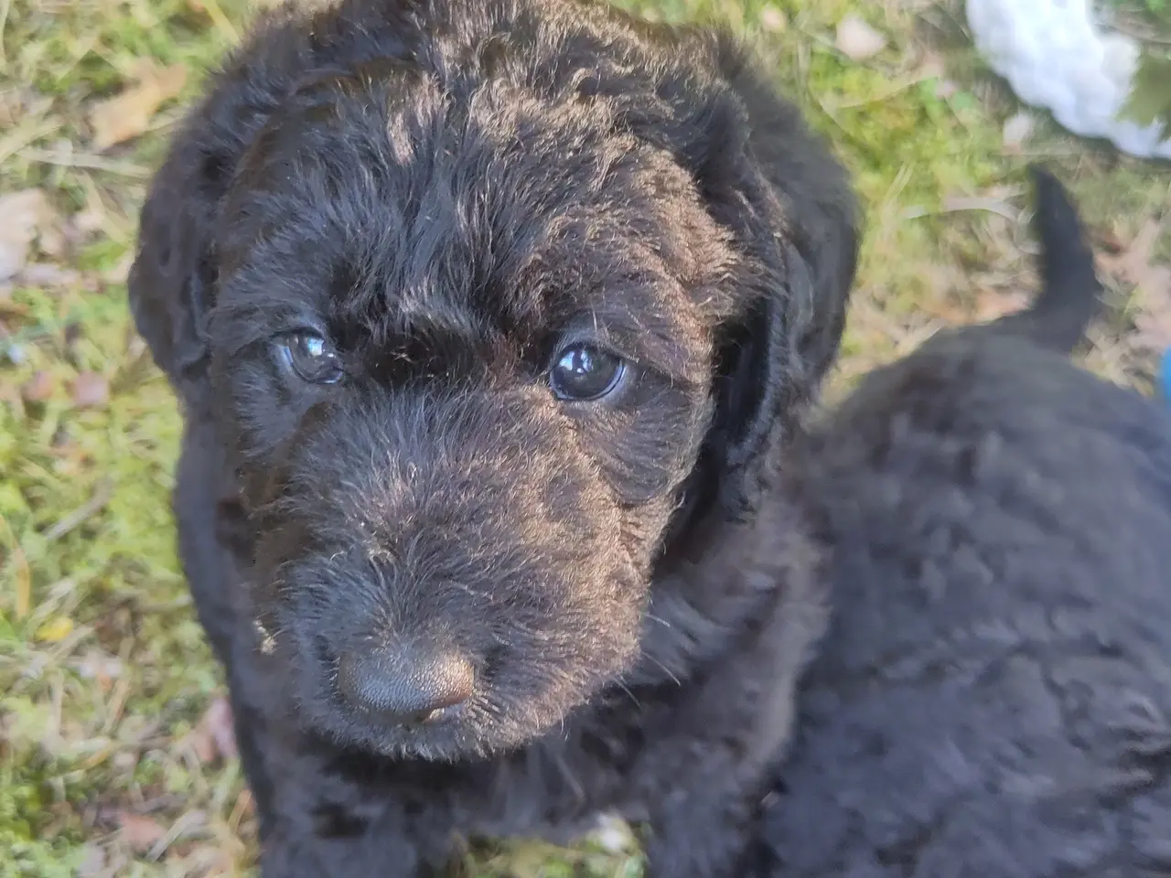 Billede 5 - 🐶Labradoodle hvalpe søger kærlige familier 🏡❤️