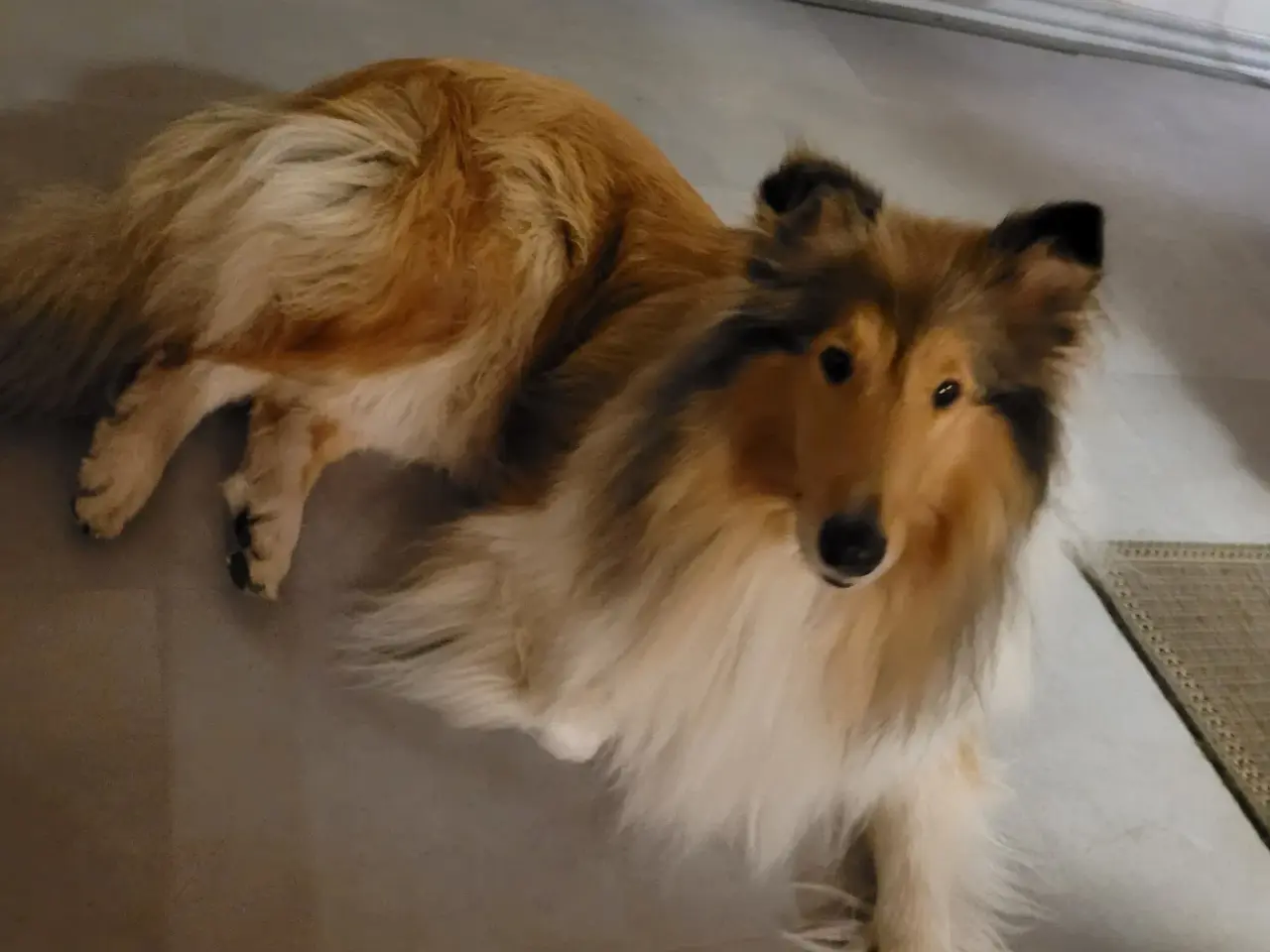 Billede 1 - Collie hanhund søges til parring