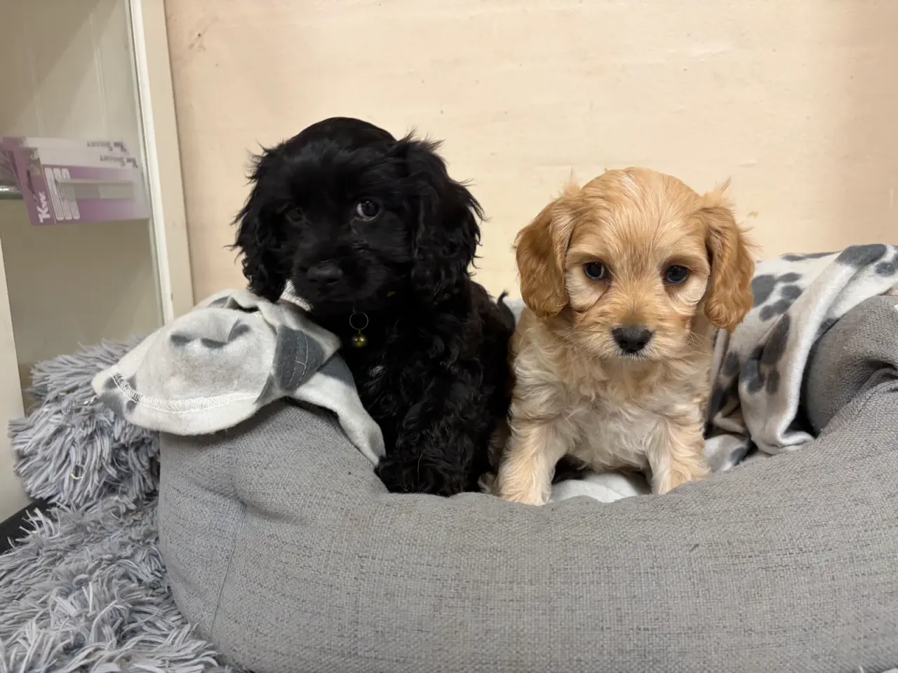 Billede 8 - De smukkeste F1 Cavapoo babyer