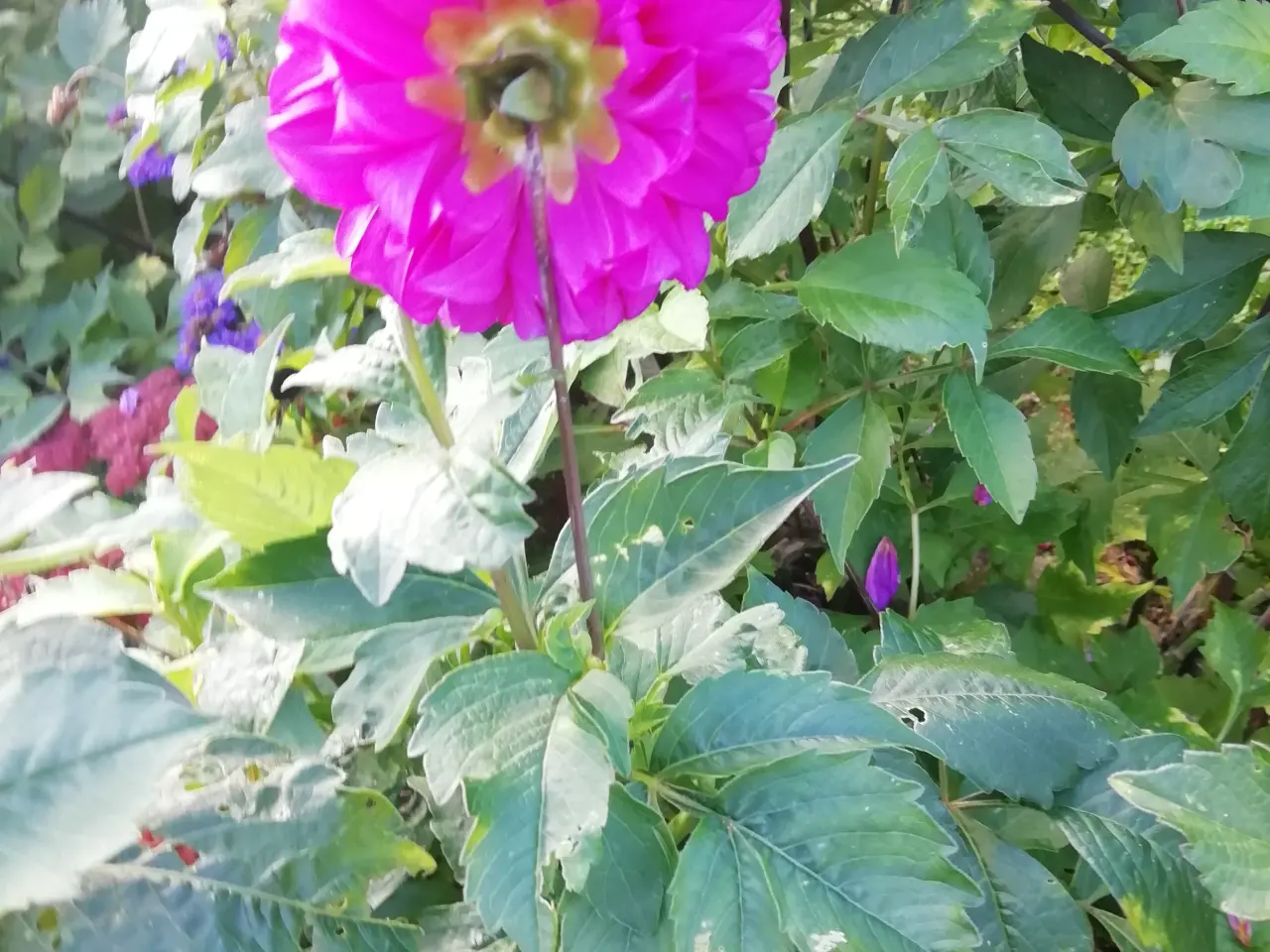 Billede 2 - Seneste plantedato: Gorgine Dahlia 5. juni 2026.