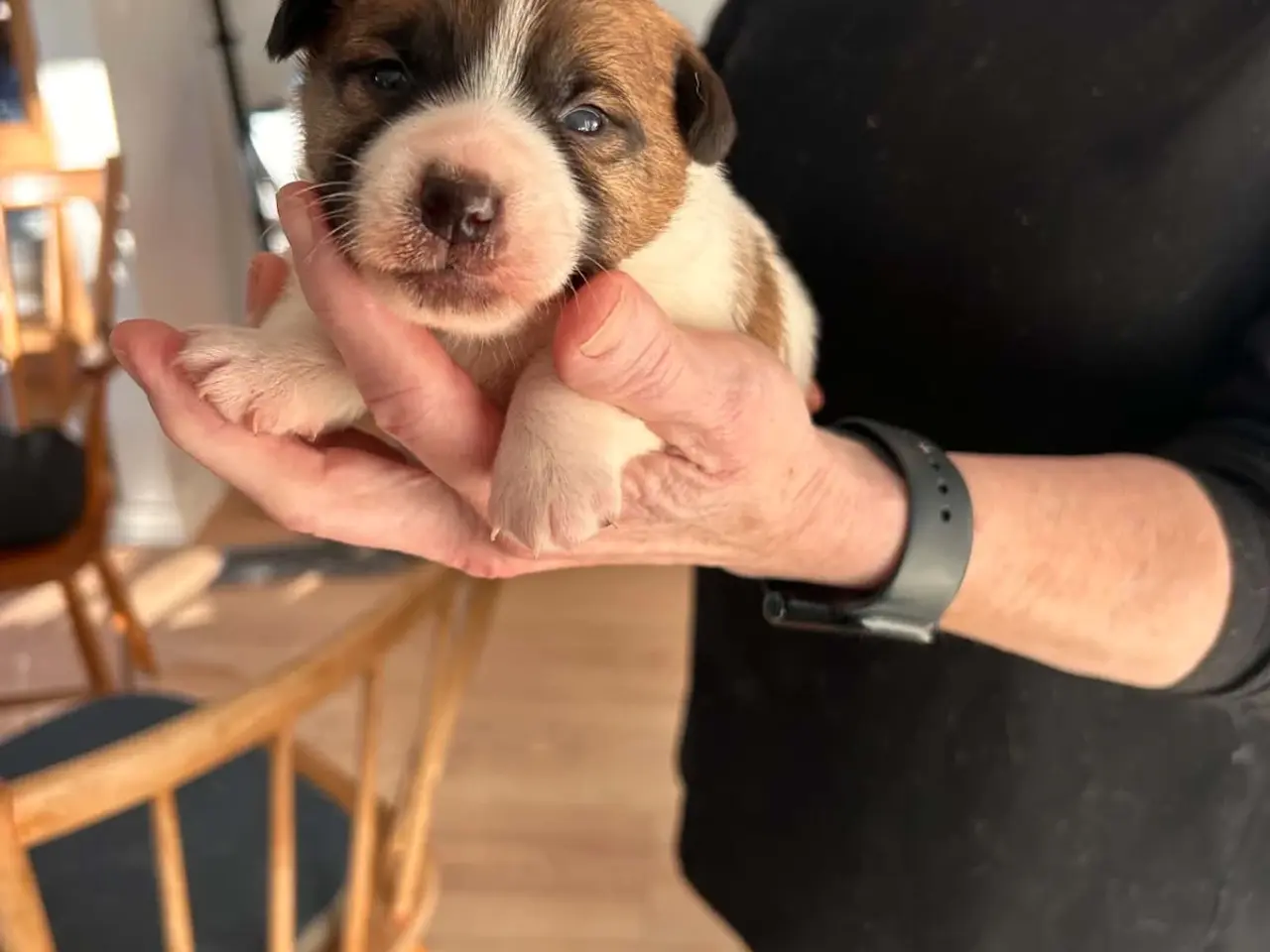 Billede 3 - Jack Russell Hvalp - Glathåret - DKK stamtavle 