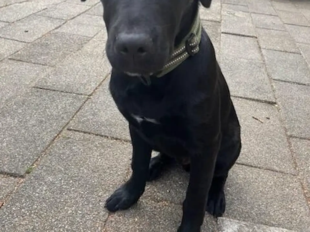 Billede 2 - Labrador/retriver/staffordshire bullterrier
