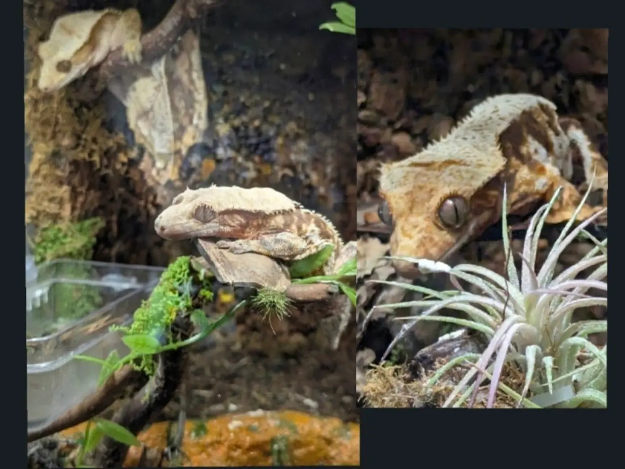 Billede 10 - Kronegekko par. 🦎🦎