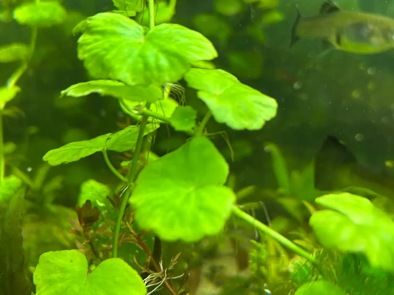 Billede 2 - 🌿 Levende akvarieplanter – 2 stk. GLS