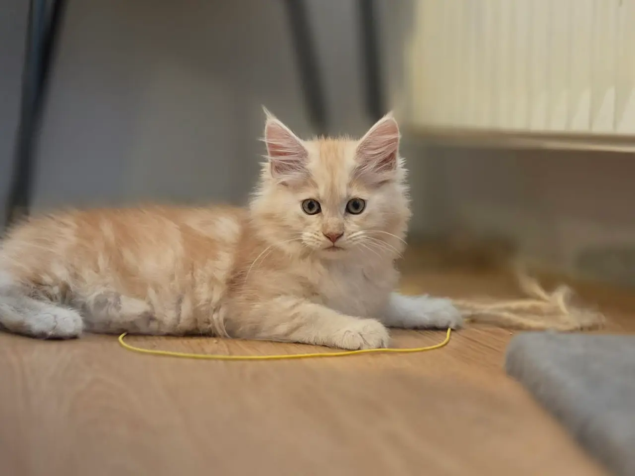 Billede 2 - Maine Coon killing - Pige