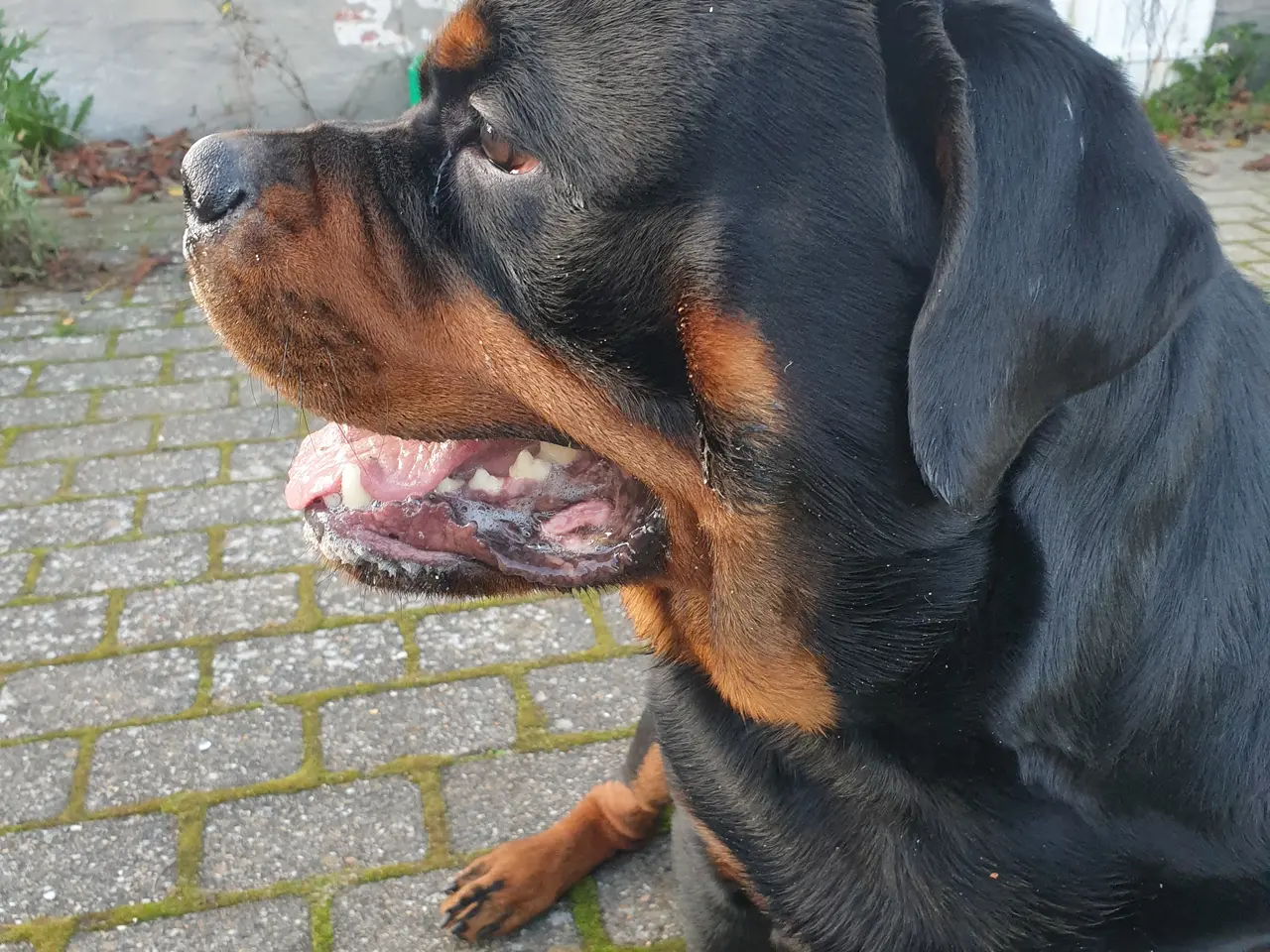 Billede 6 - Rottweiler han med stamtavle tilbydes til avl