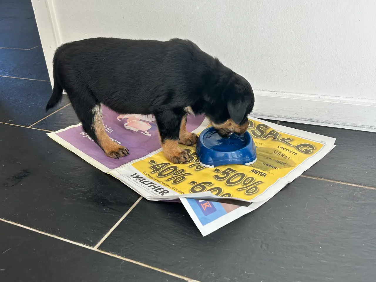 Billede 6 - Rottweiler hvalpe til salg