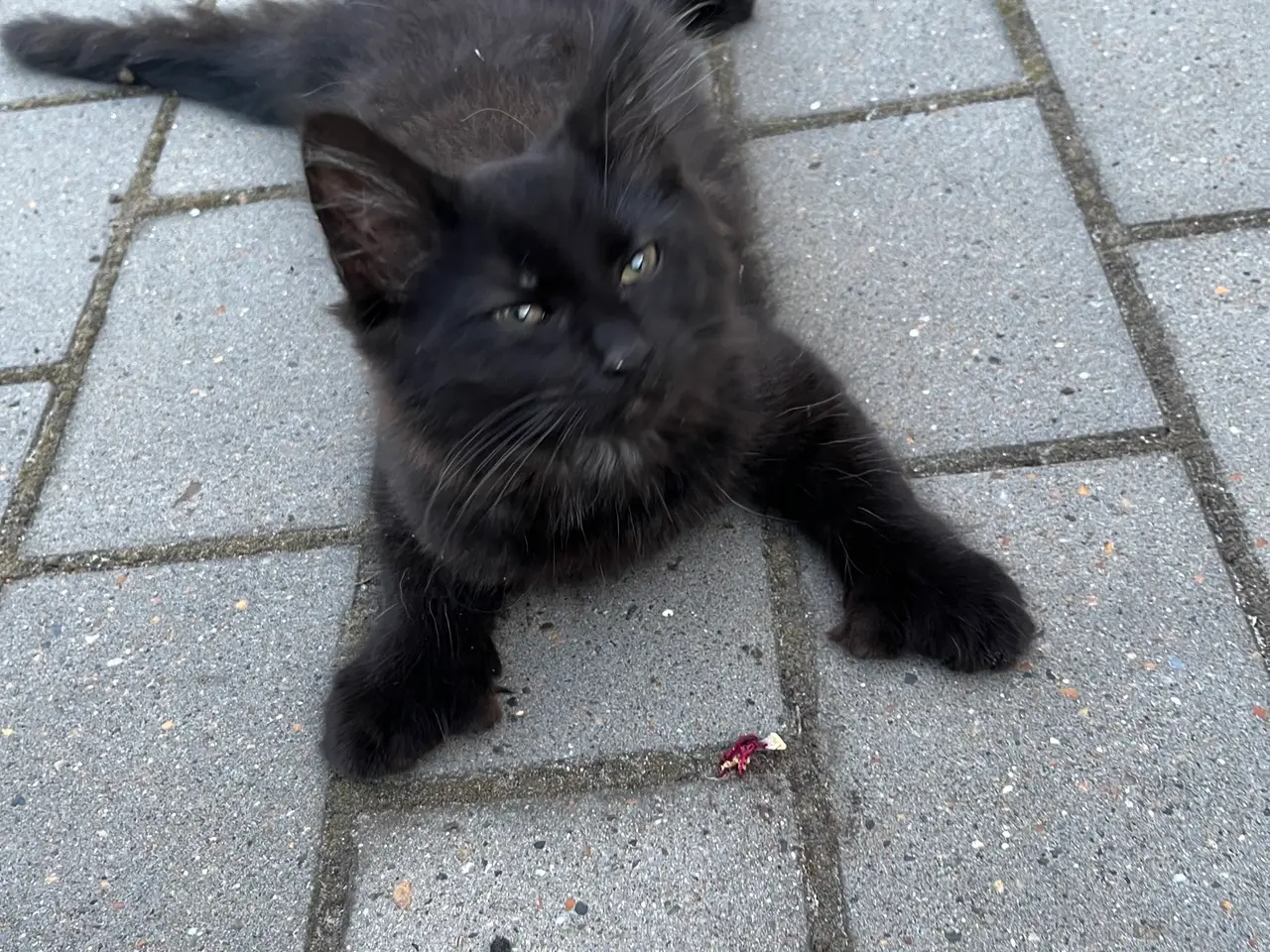 Billede 1 - Langhåret rottekatte killinger