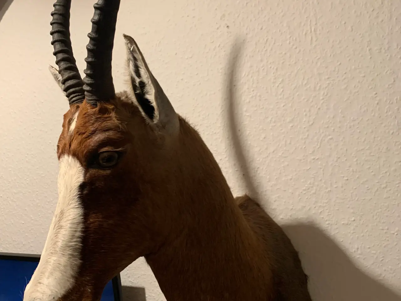 Billede 5 - Udstoppet Brun Blesbuck