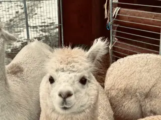 Alpaca