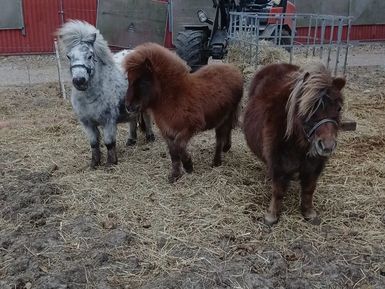 Billede 7 - Ponyer søger nyt hjem.