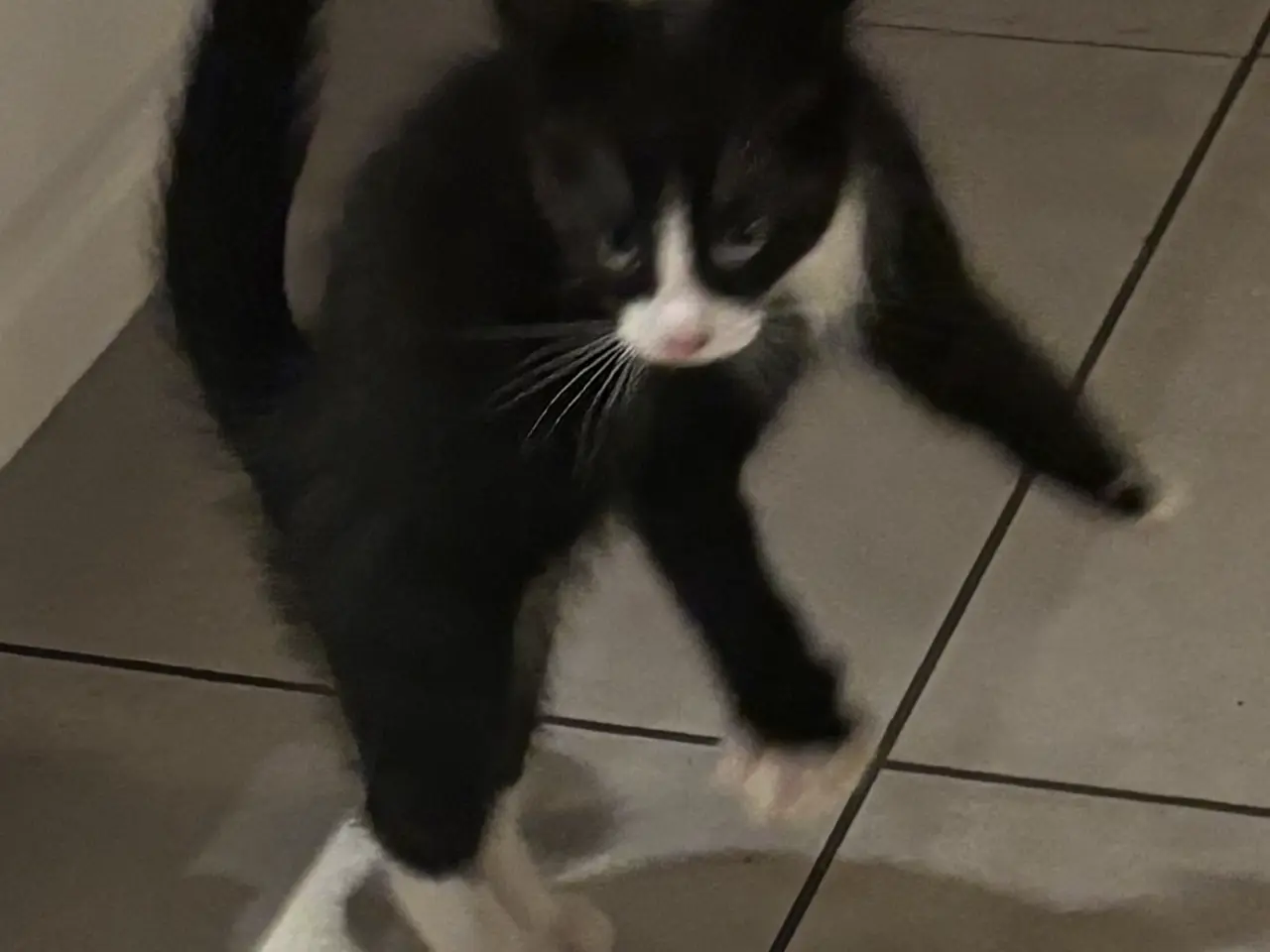 Billede 3 - Søde katte blandings killinger. 