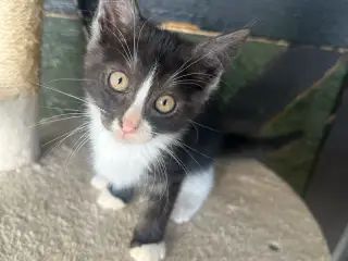 Hun Maine Coon bl 💗