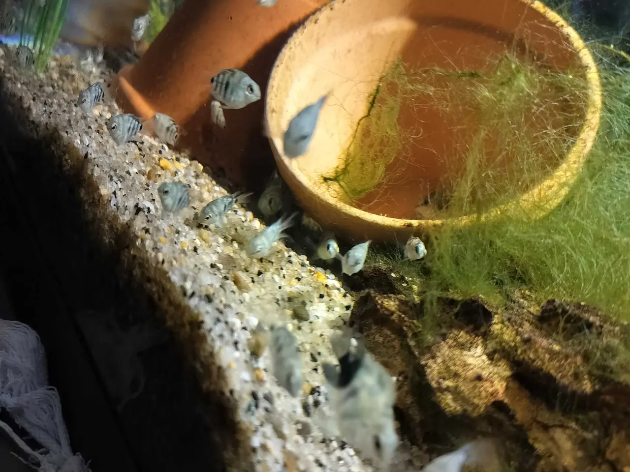 Billede 5 - Blue polar Papegøjecichilde 25 kroner 2 cm