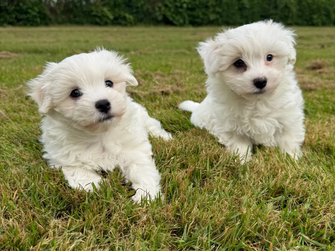 Billede 1 - Bichon havanais / malteser hvalpe