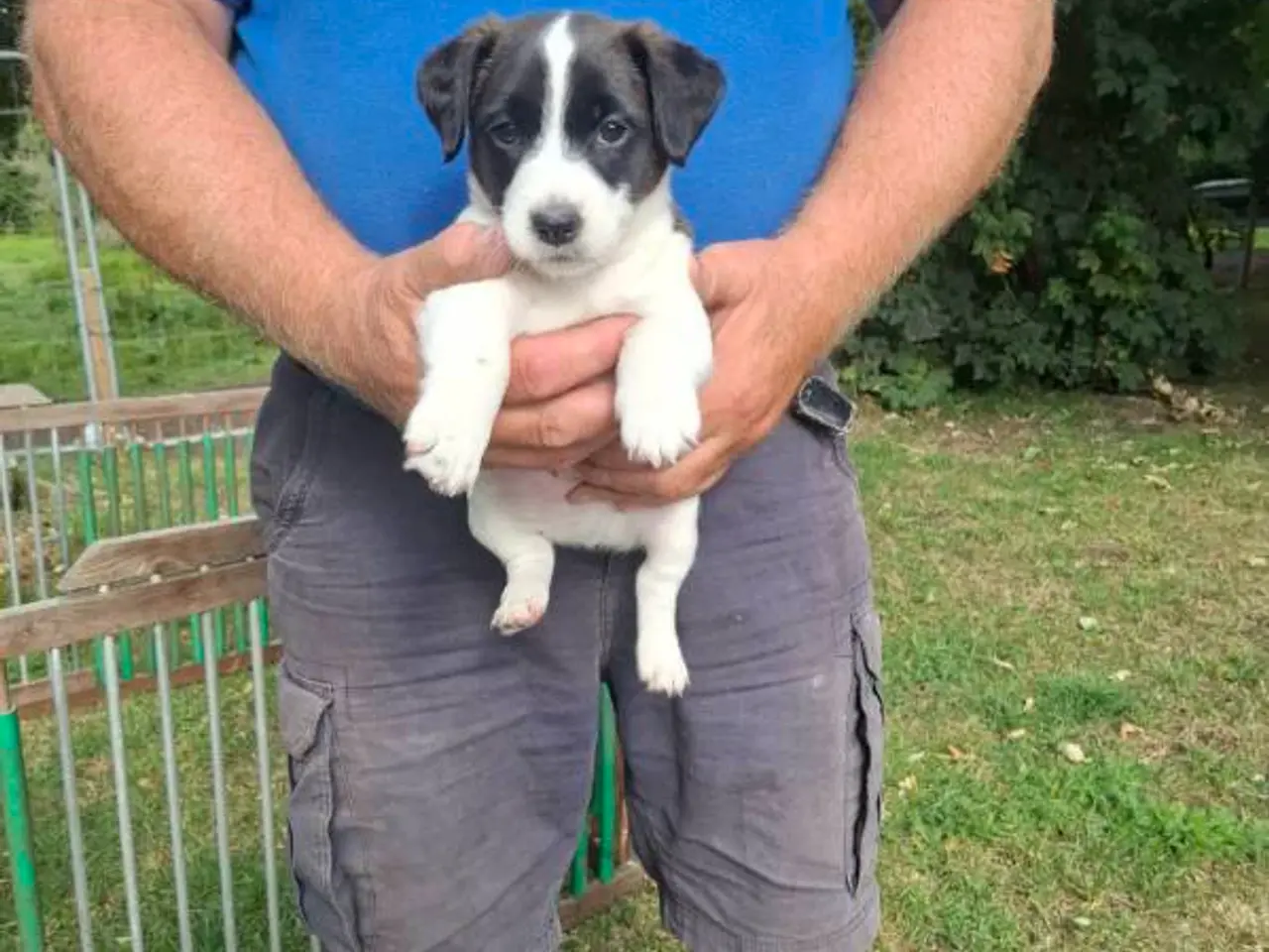 Billede 4 - Jack Russel drenge