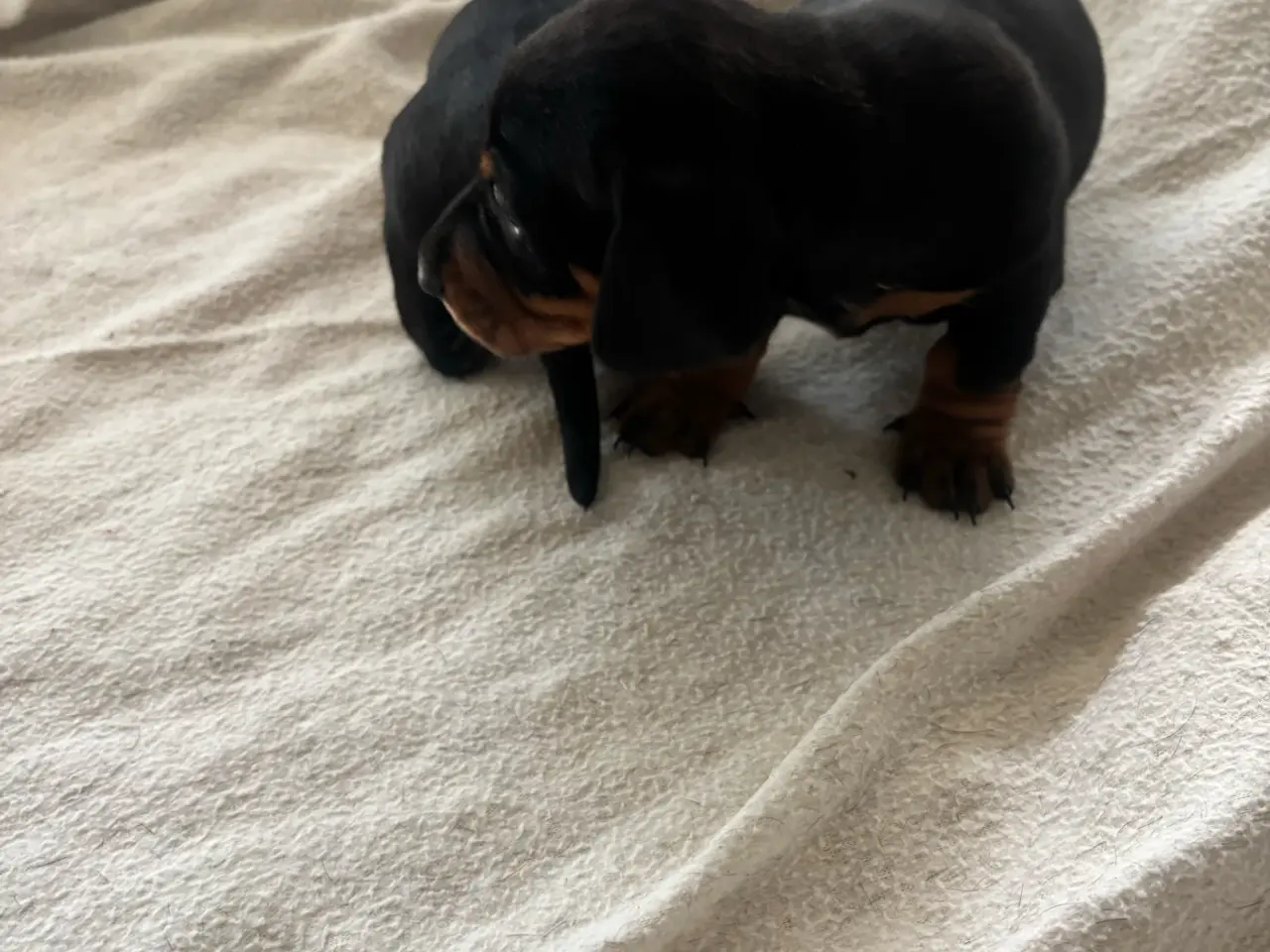 Billede 3 - Standard gravhunde sort glathåret