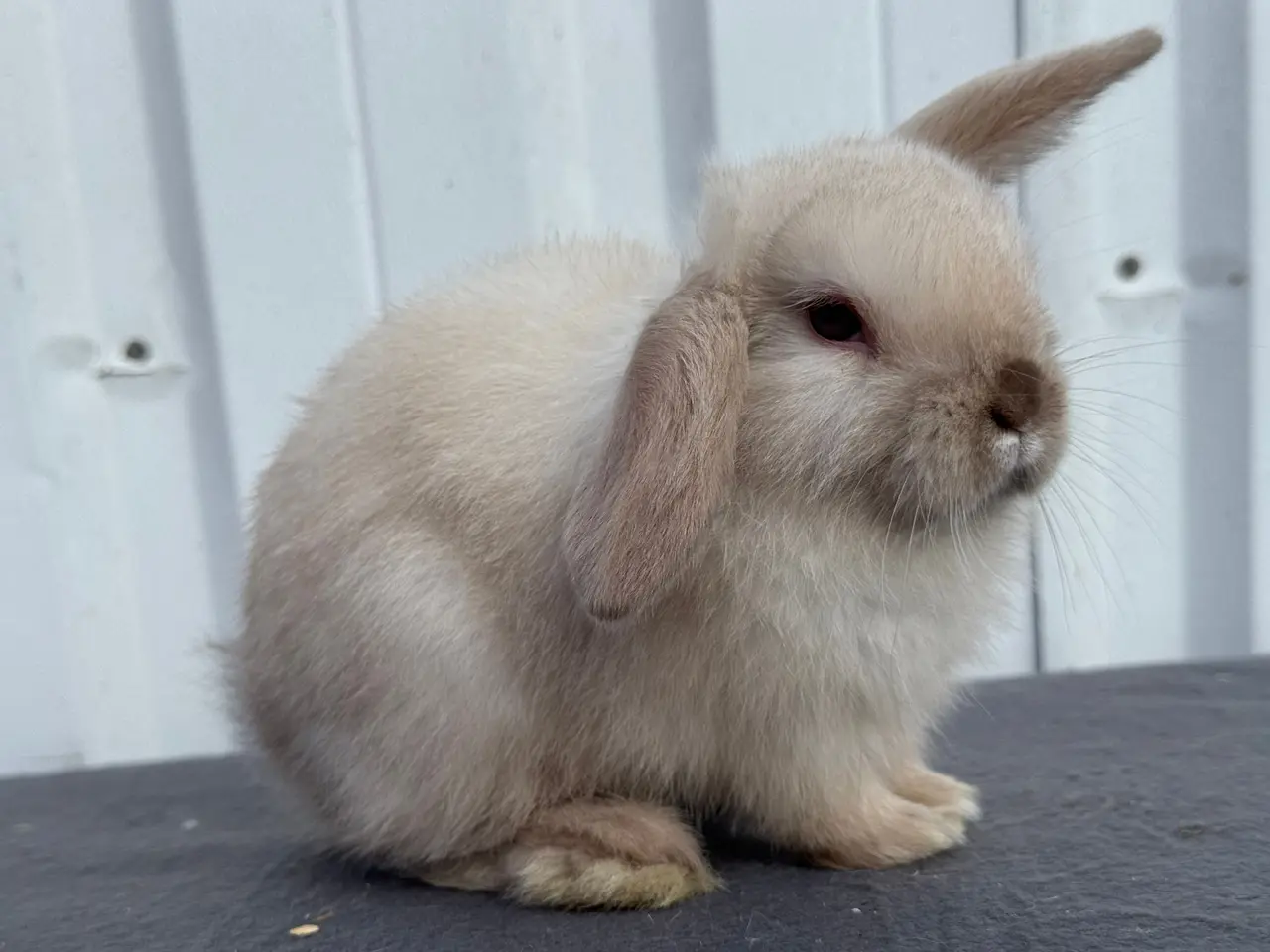 Billede 6 - Mini lop hunkanin