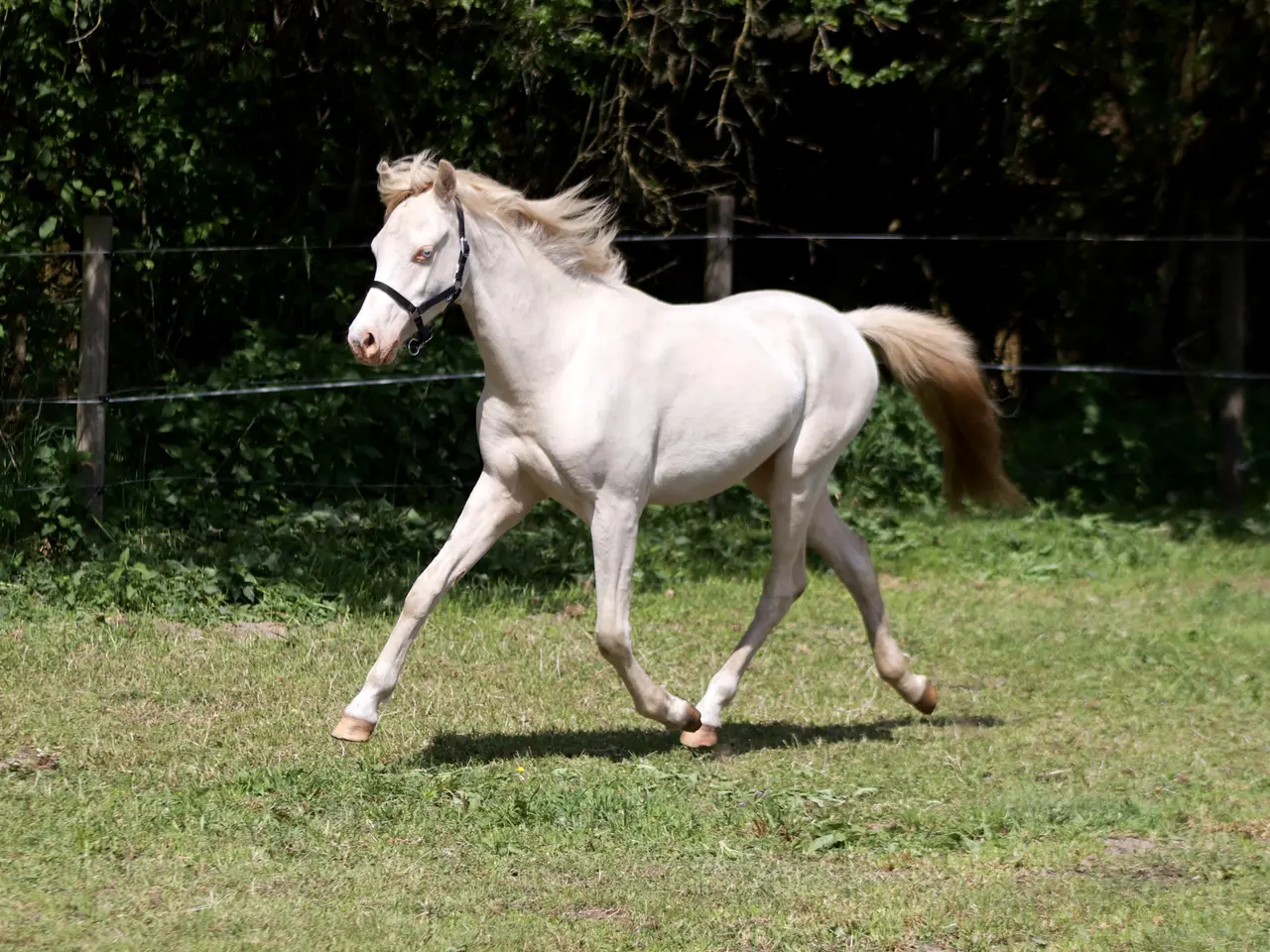 Billede 6 - Welsh vallak