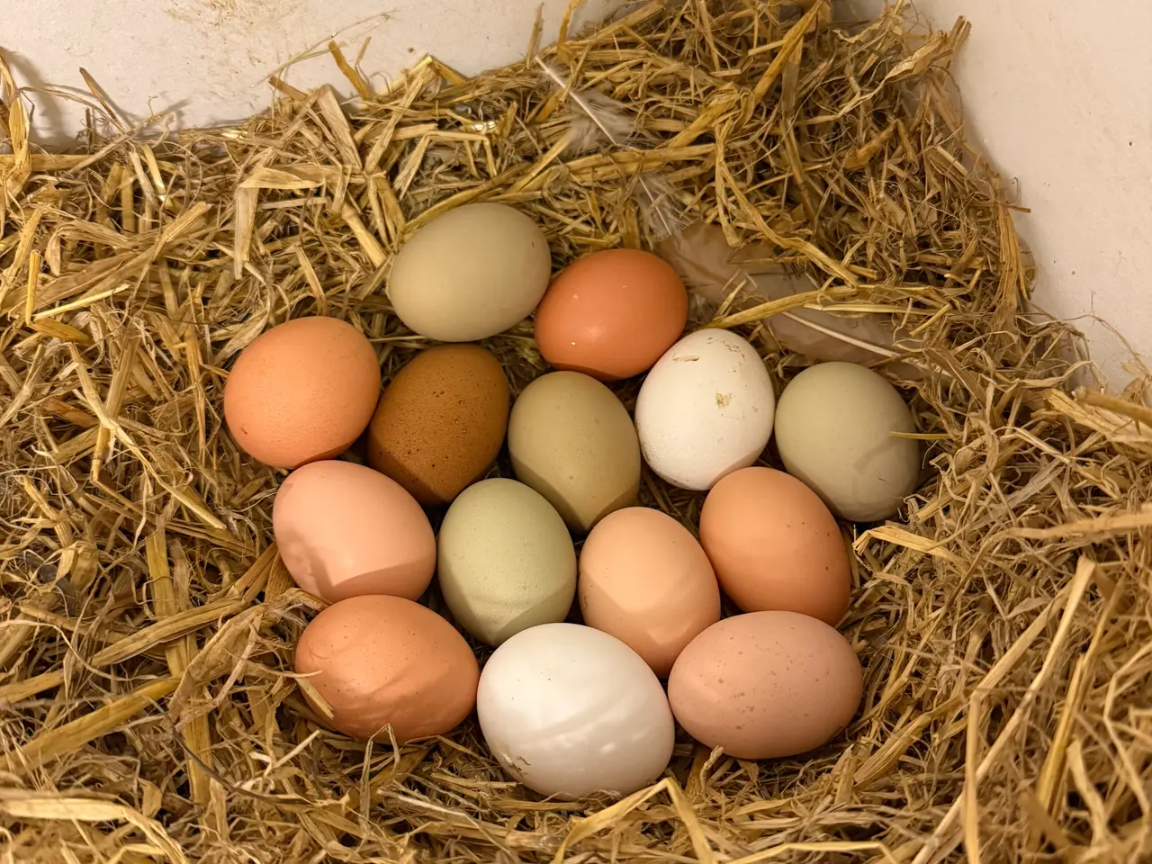 Billede 1 - Spise æg 🥚