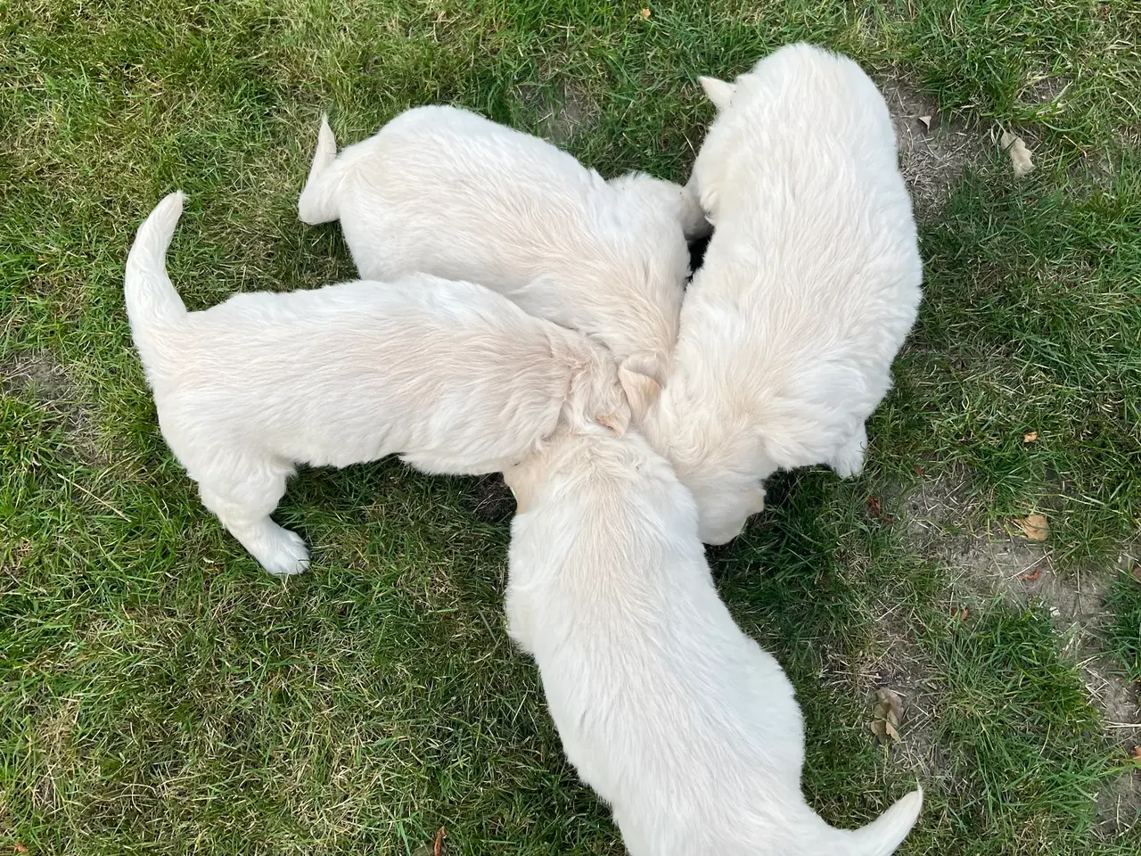 Billede 2 - 4 Golden retriever hvalpe sælges