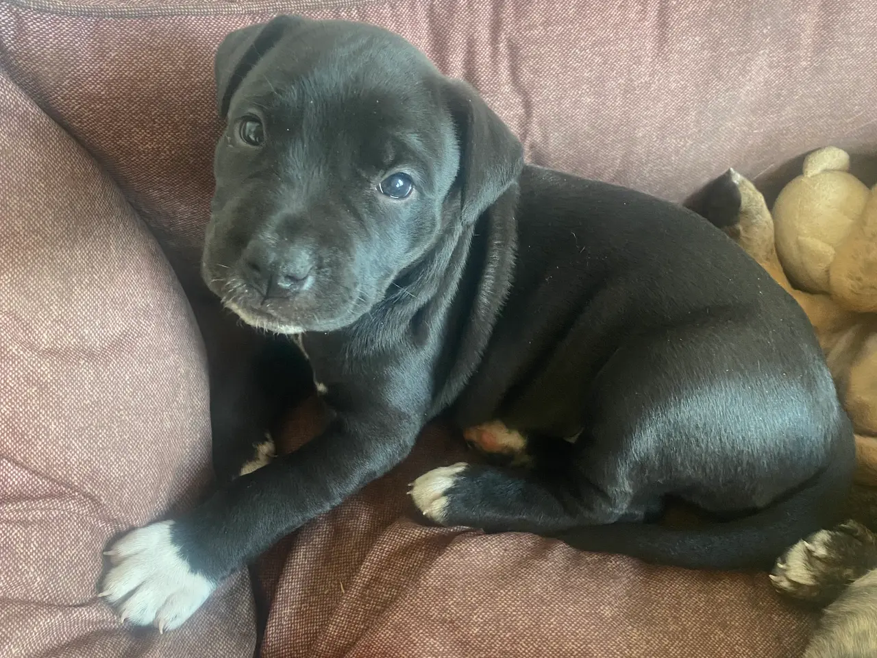 Billede 2 - Presa canario bl. Stor familiehund