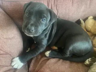 Presa canario bl. Stor familiehund