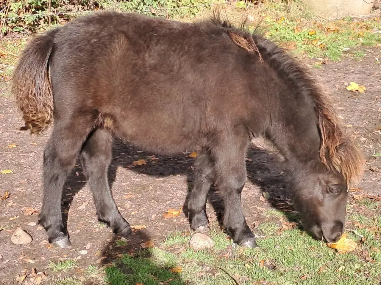 Billede 4 - Shetlandspony 1-års hingsteplage. 