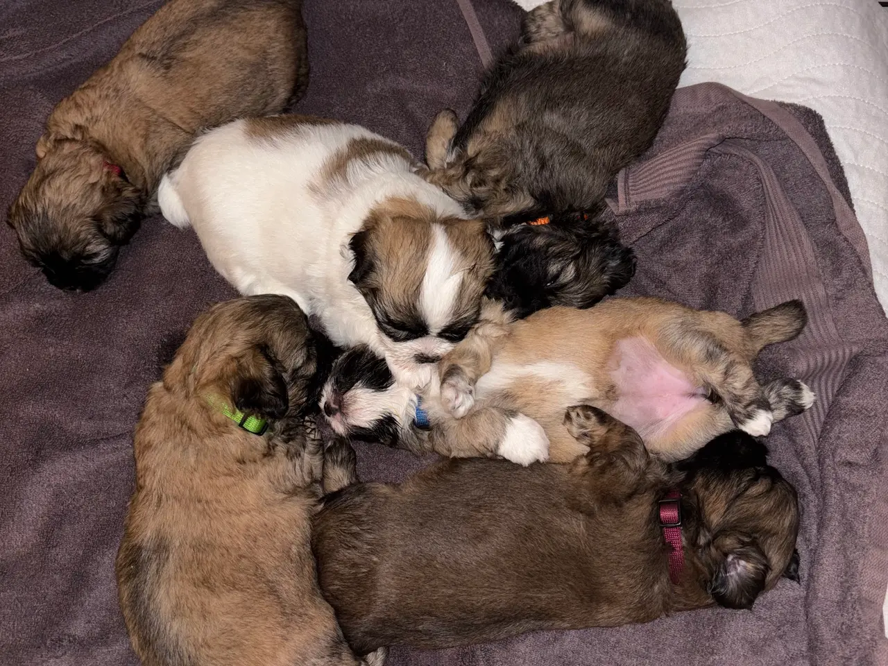 Billede 6 - Bommuld/Shih tzu hvalpe