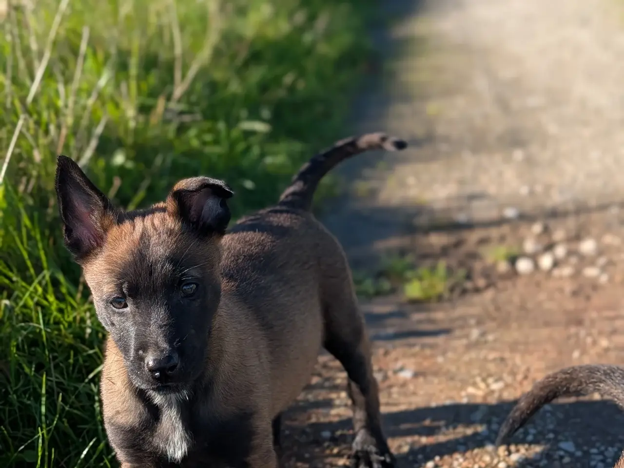 Billede 2 - 🐶 Belgisk Mallinois 🐶