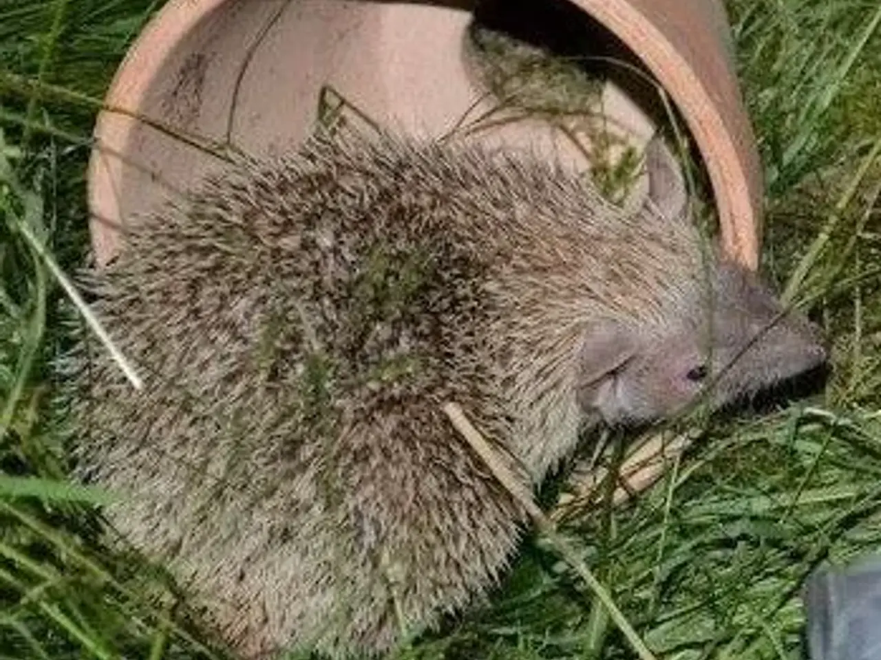 Billede 2 - Tenrec 