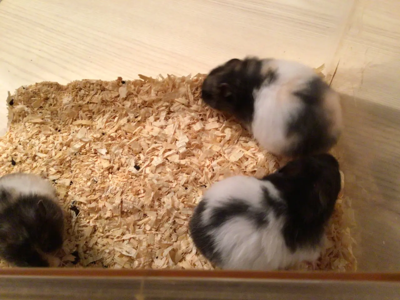 Billede 3 - Guldhamster langhåret