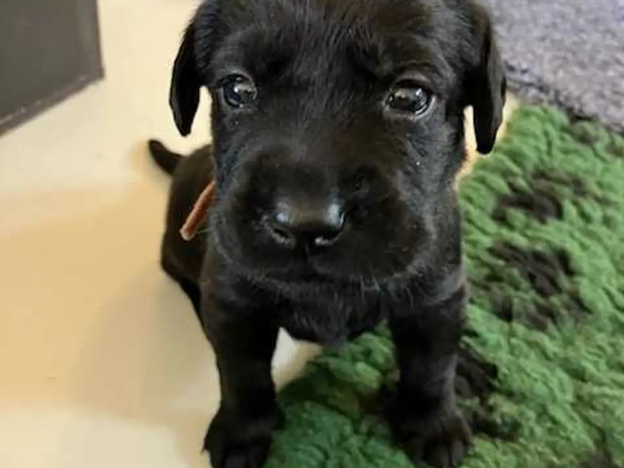 Billede 1 - Sorte labrador hvalpe  - 2 kærlige hanner