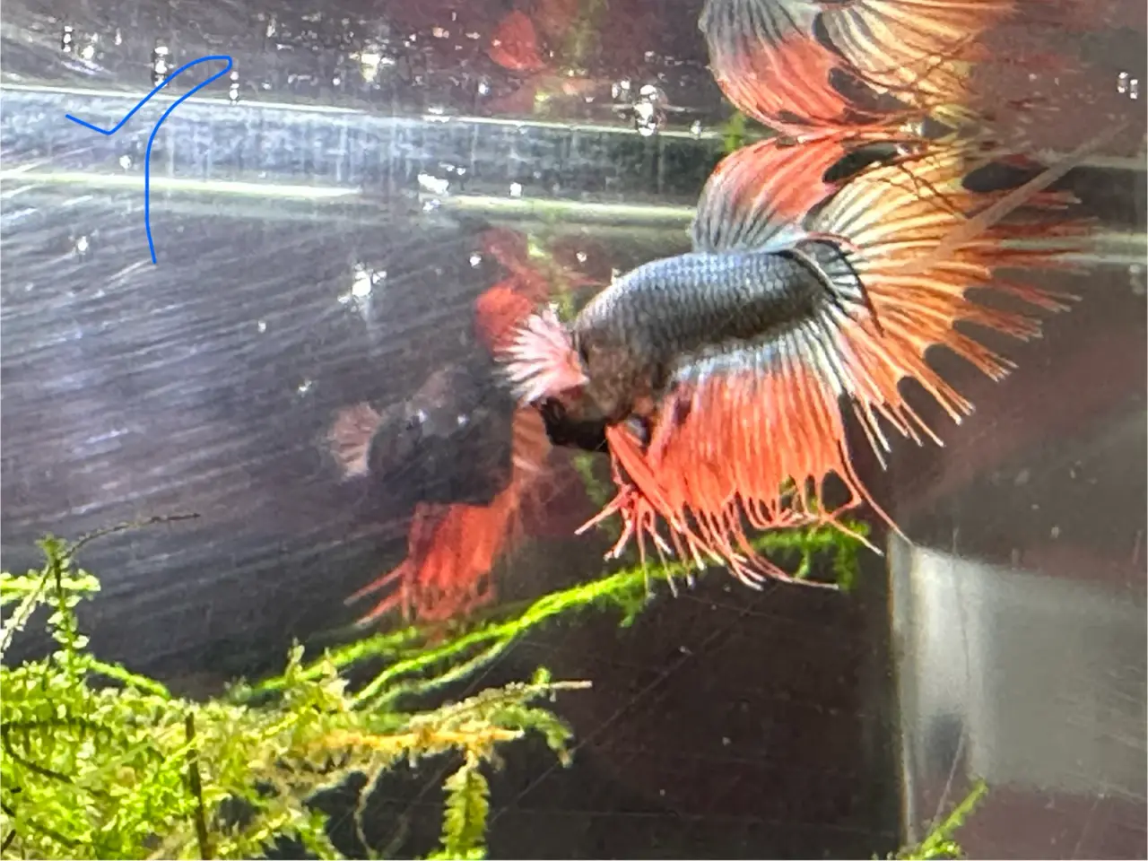 Billede 1 - Crown tail han