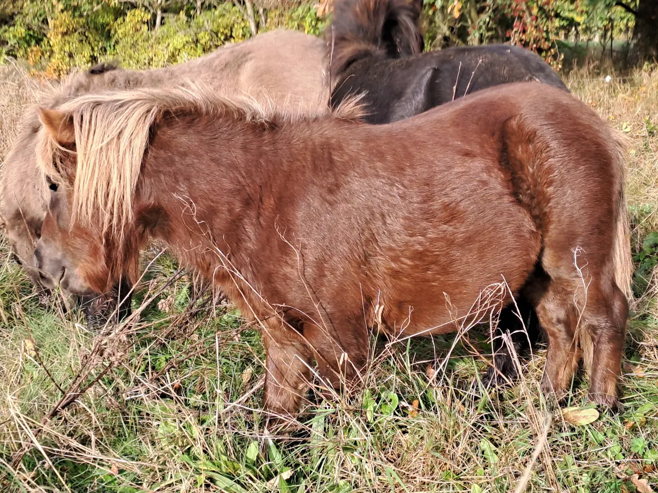 Billede 5 - Shetlandspony 3-års hingsteplage. 