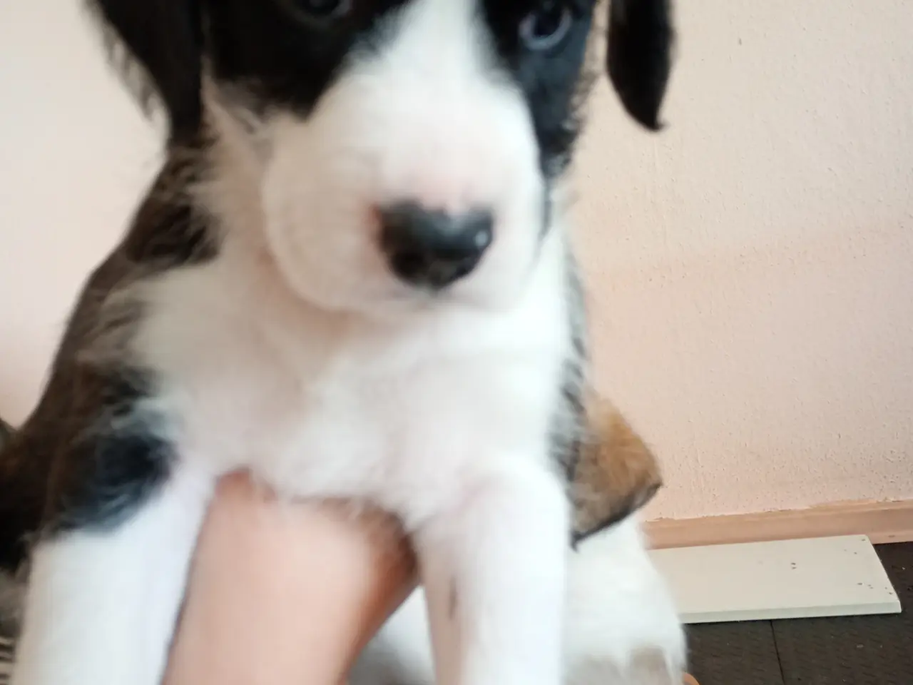 Billede 3 - Boxer /Doodle hvalpe