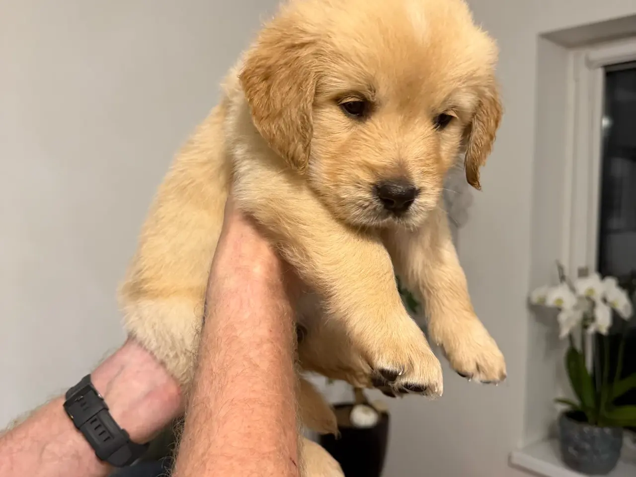 Billede 4 - Kun 3 skønne Golden Retriever hvalpe tilbage
