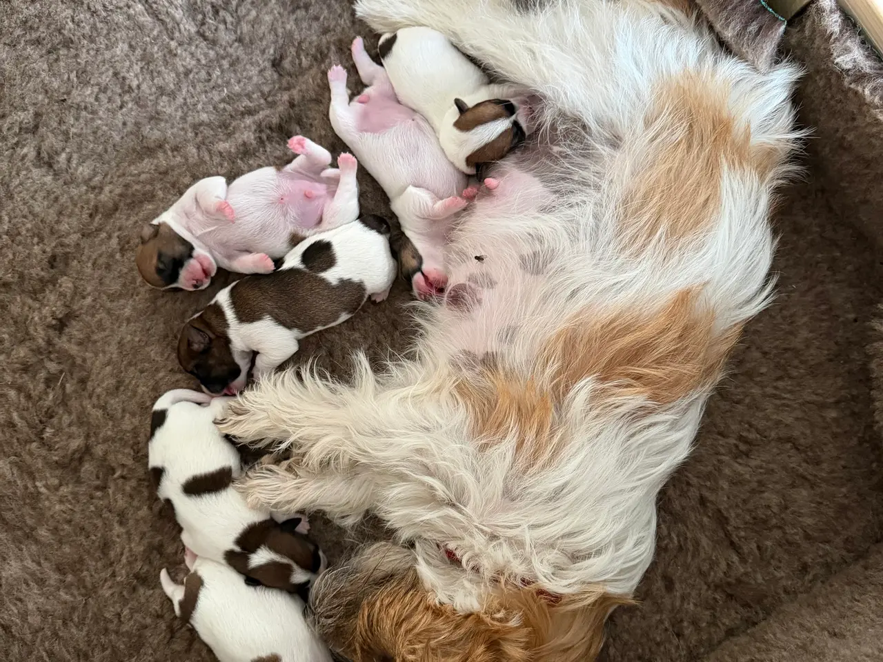 Billede 1 - 7 fine Jack russel hvalpe 🐶